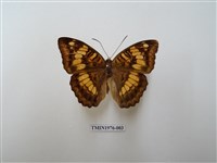 藏品(甲仙翠蛺蝶)的圖片